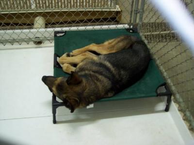 MWD Rexo D188 (SSgt Damon Tripp) on his new Guardian Cot - Is this dog comfortable or what?