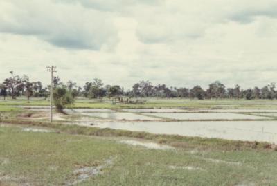 Rice Field in front of Kennel