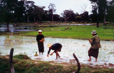 056 - Thai men planting rice near the Ubon RTAFB bomb dump