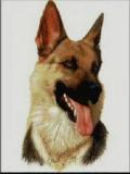 German Shepherd-26