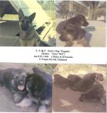 Lita-9M71 & U-Tapao Puppies-2