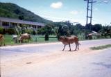 Pattaya - Cow on road