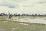 Rice Field in front of Kennel