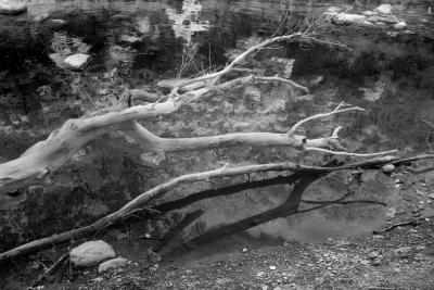Fallen Tree.jpg