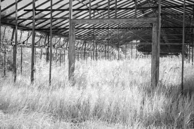 Old Greenhouse.jpg