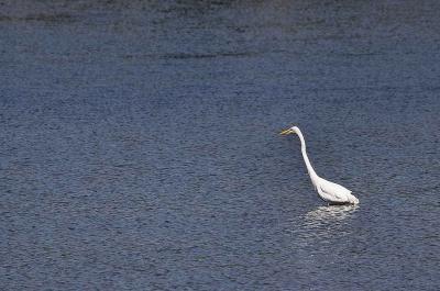 White Egret.jpg