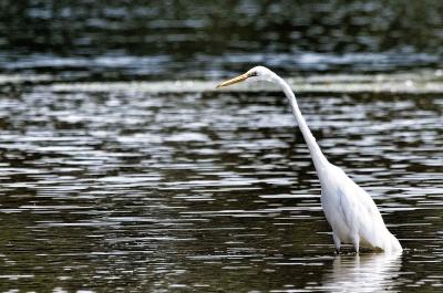 White Egret-2.jpg