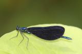 Damsel Fly.jpg