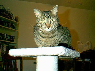 v3/37/572137/1/45758031.queen_hill.jpg