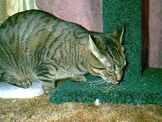 v3/37/572137/1/45758034.tab_nip2.jpg