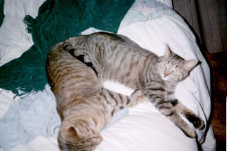 v3/37/572137/1/45758036.siamesetabby.jpg