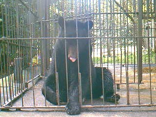 animal land