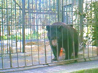 v3/37/572137/1/46190196.al_bear1.jpg