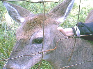 v3/37/572137/1/46190197.al_deer.jpg