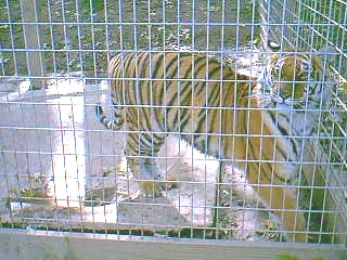 v3/37/572137/1/46190198.tiger.jpg