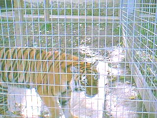 v3/37/572137/1/46190199.tiger1.jpg