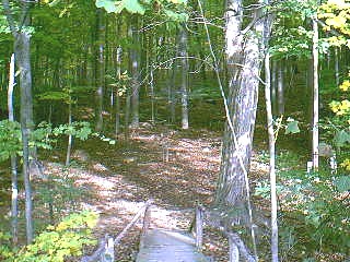 v3/37/572137/1/46191484.woods.jpg
