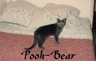 v3/37/572137/1/46534611.pooh_bear.jpg
