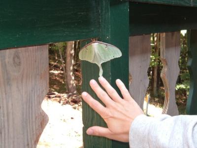 Moth and hand