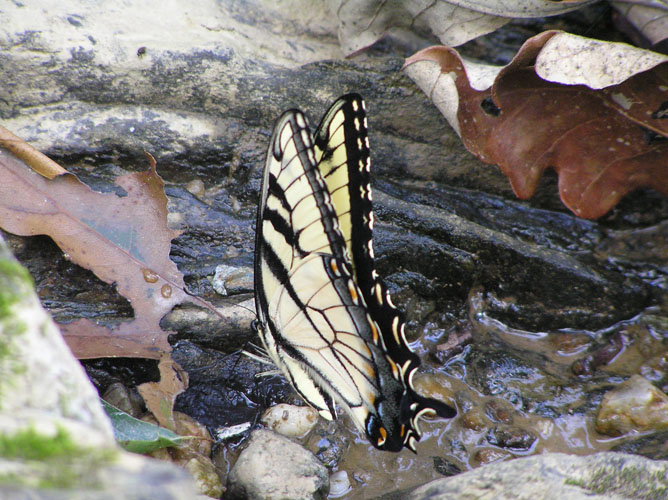 From Great Falls NP
