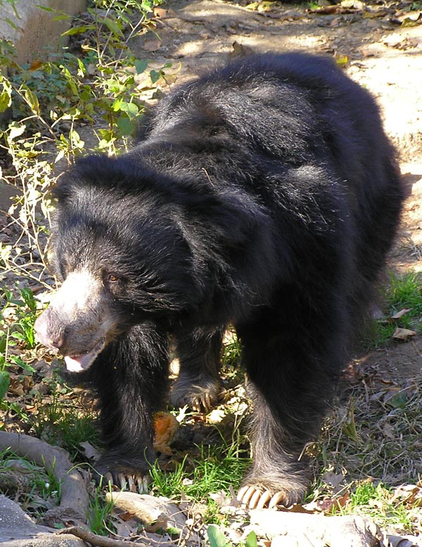 black bear