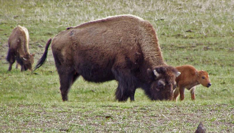 Buffalo with a calve