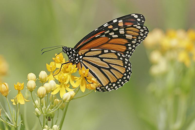 Monarch