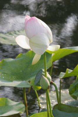 Water Lillies from VA