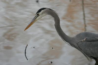 Blue Heron
