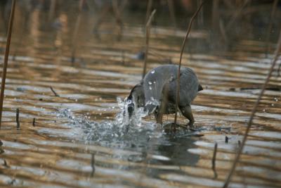 Blue Heron Diving for Fish