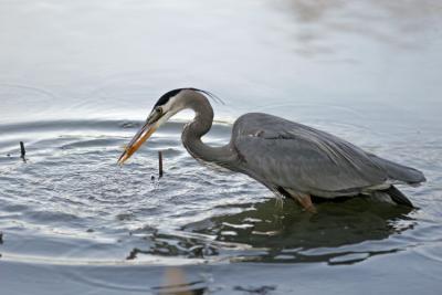 Blue Heron at Supper