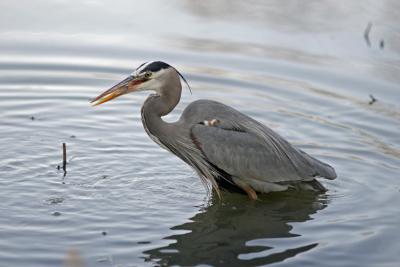Blue Heron at Supper