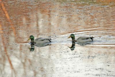 Mallards