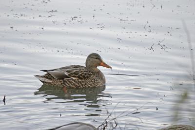 Mallard