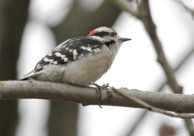 Downy Woodpecker