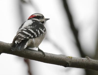 Downy Woodpecker