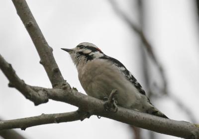 Downy Woodpecker