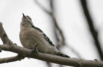 Downy Woodpecker