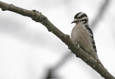 Downy Woodpecker