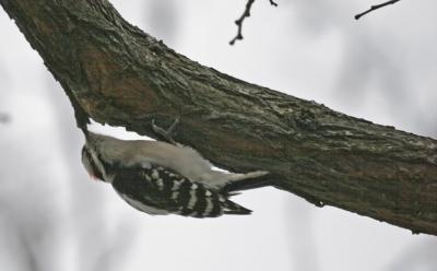 Downy Woodpecker