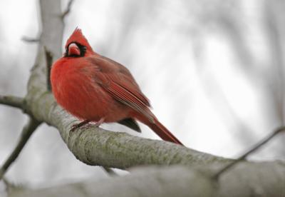 Cardinal