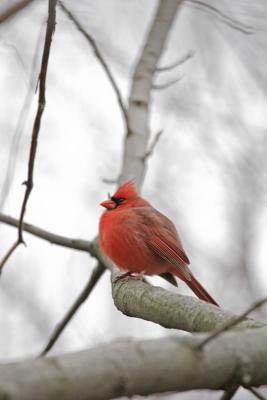 Cardinal