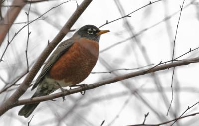 American Robin