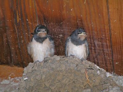 Young Swallows from Turkey