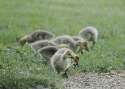 Baby Geese