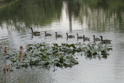 Mother & Grown Baby Geese