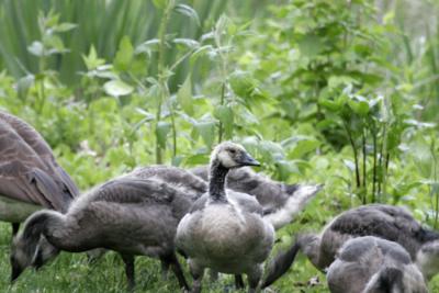 Grown Baby Geese
