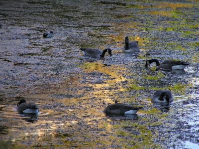 Geese at sunset - Selected for Display