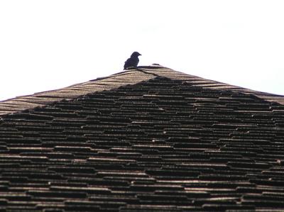 Bird on the roof