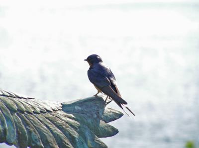 Barn Swallow